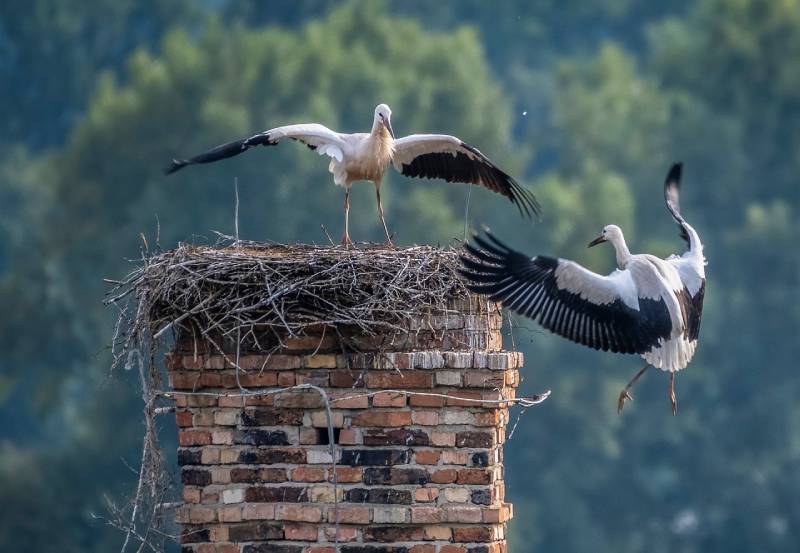 Professional Chimney Animal Removal Services in Wixom, Michigan