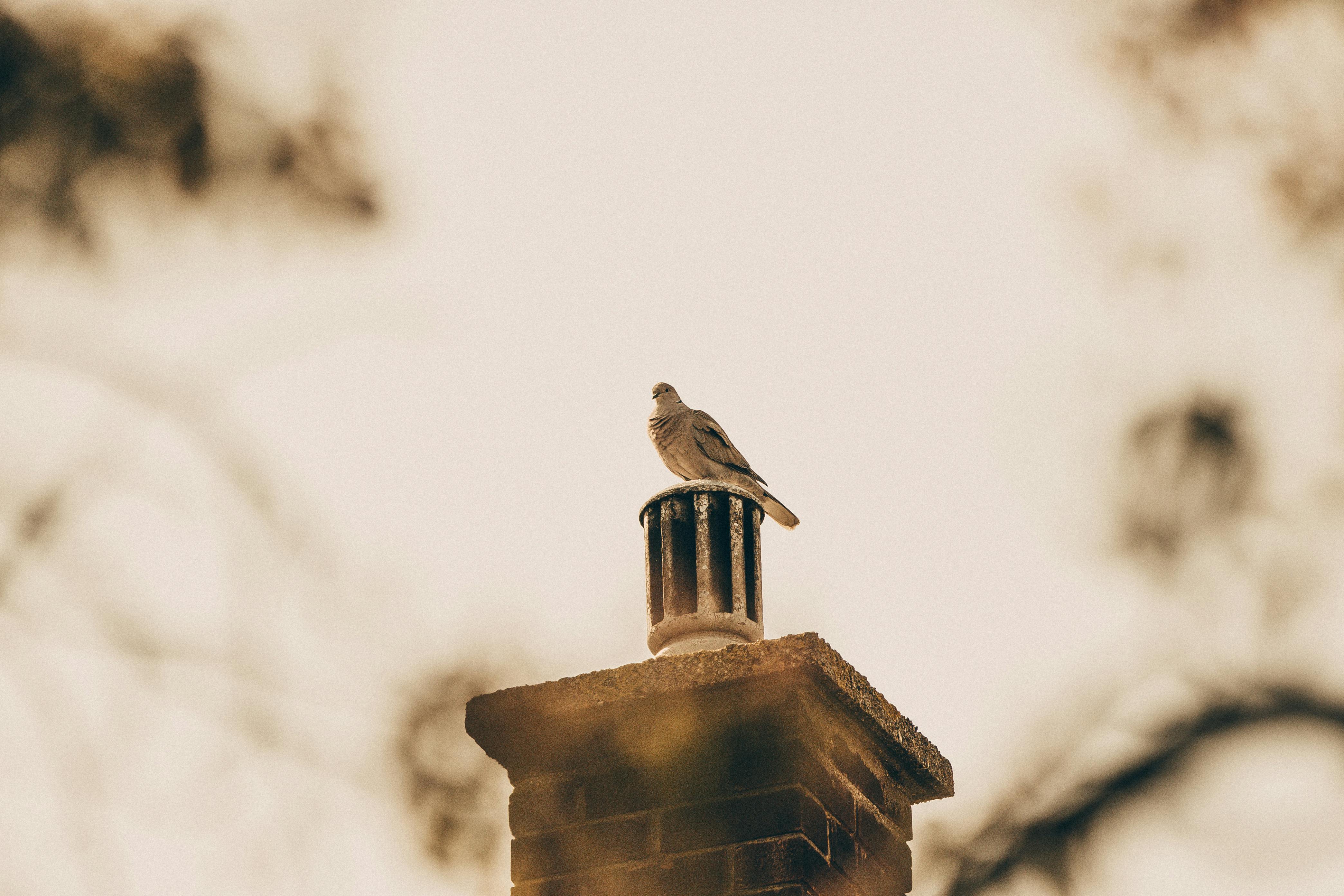 Expert Chimney Cap Installation in Wixom, Michigan